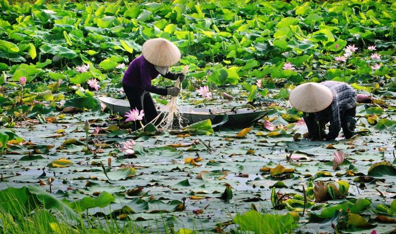 Bánh gai Kinh Môn cho cung Ma Kết