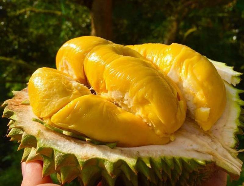 Bảo quản sầu riêng Musang King trong tủ lạnh