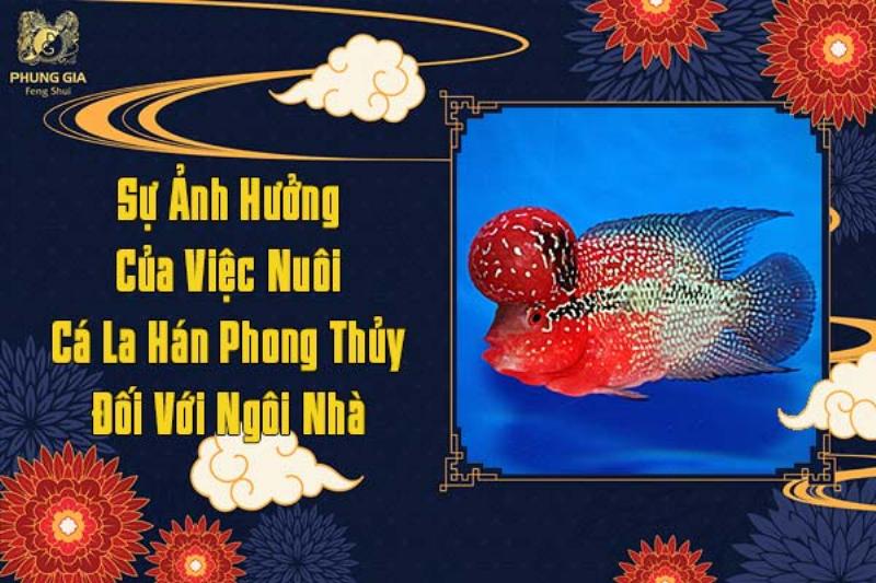 Bể Cá La Hán Phong Thủy