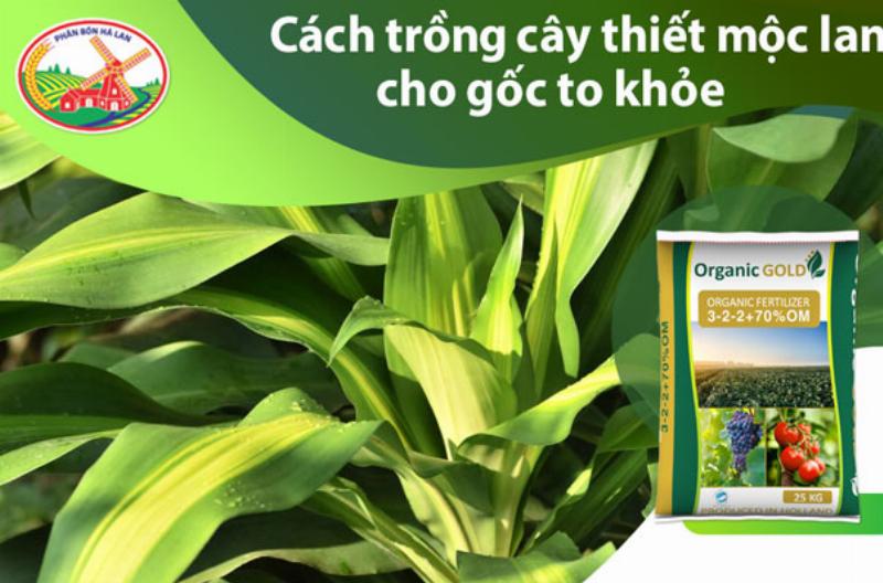 Bí quyết cho gốc thiết mộc lan to đẹp