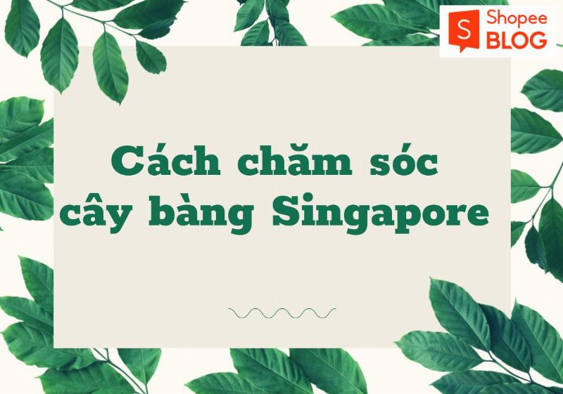 Bón Phân Cho Cây Bàng Singapore