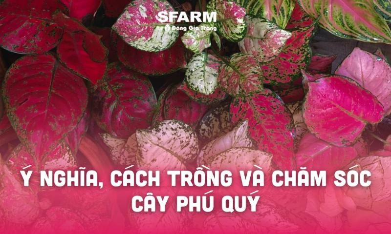 Bón phân cho cây phú quý