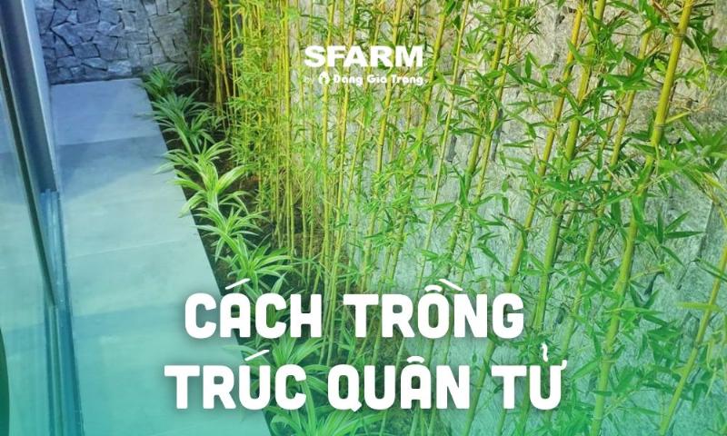 Bón phân trúc quân tử