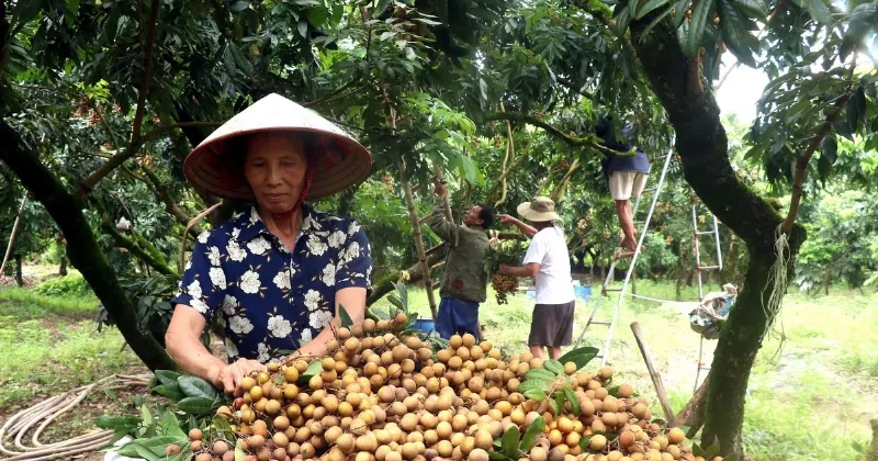 Bún Riêu Cua Ân Thi Hưng Yên