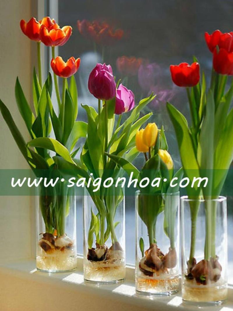 Các bước cắm hoa tulip có củ