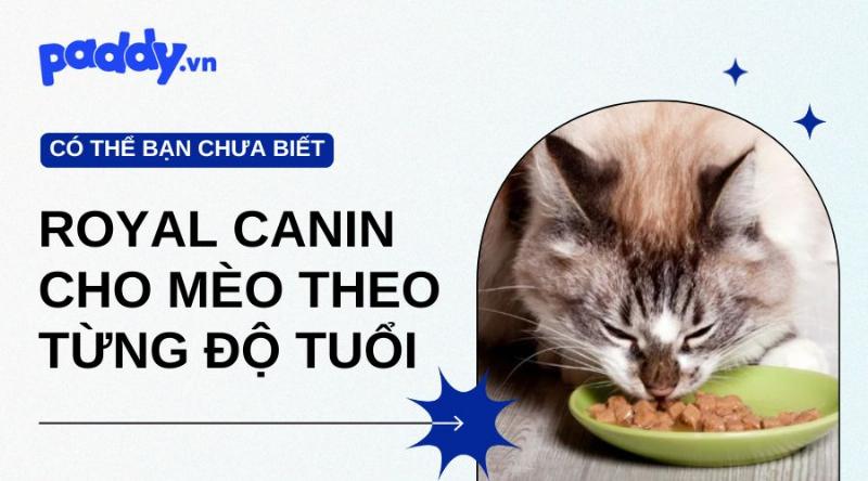 Các loại hạt cho mèo theo độ tuổi