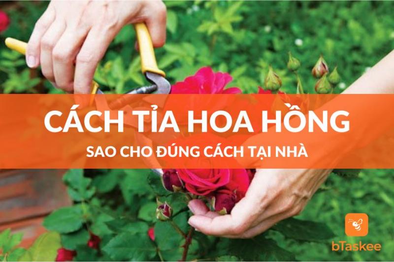 Cắt Cành Hoa Hồng Đúng Cách