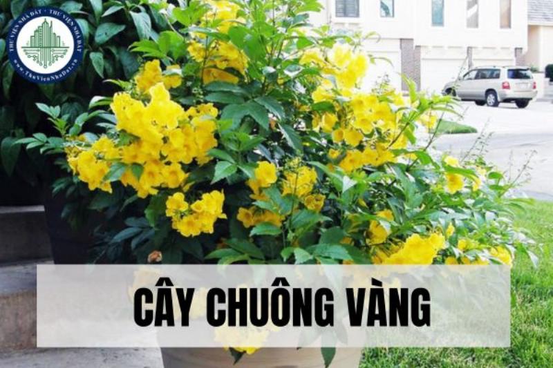 Cây Chuông Vàng Hoa Kép - Vẻ Đẹp Quyến Rũ