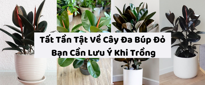 Cây Đa Búp Đỏ Có Độc Không?