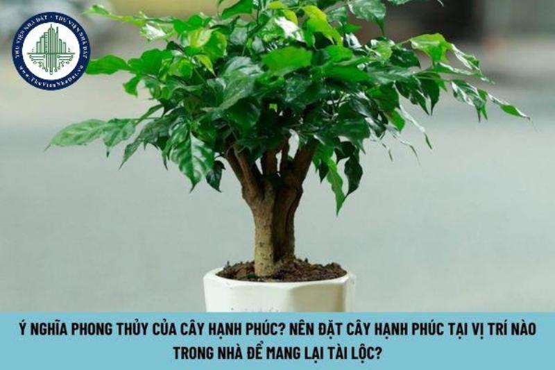 Cây hạnh phúc bên cửa sổ đón ánh sáng