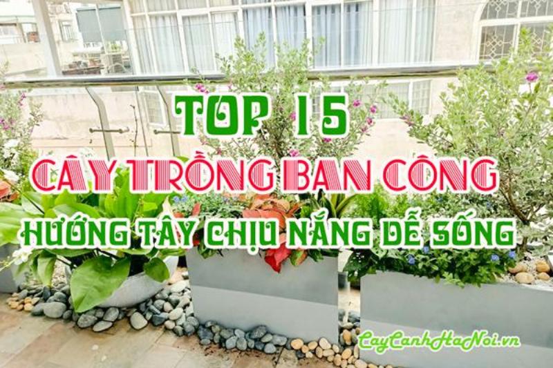 Cây Lưỡi Hổ Trên Ban Công Hướng Tây