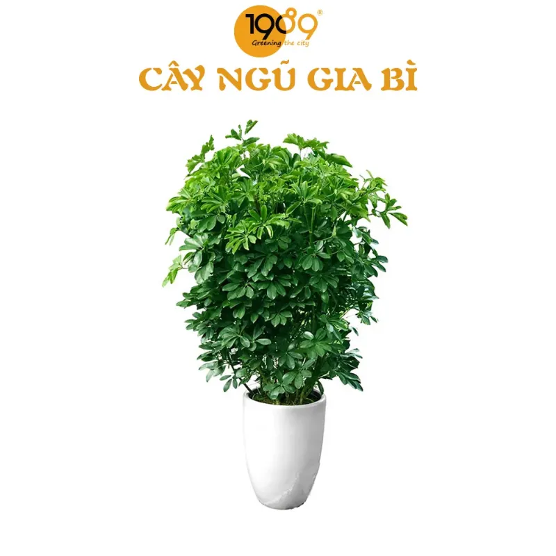 Cây Ngũ Gia Bì Phong Thủy