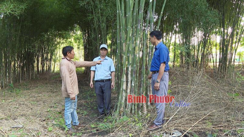 Cây tầm vông và văn hóa