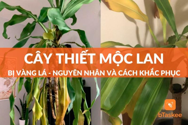 Cây Thiết Mộc Lan Bị Vàng Lá