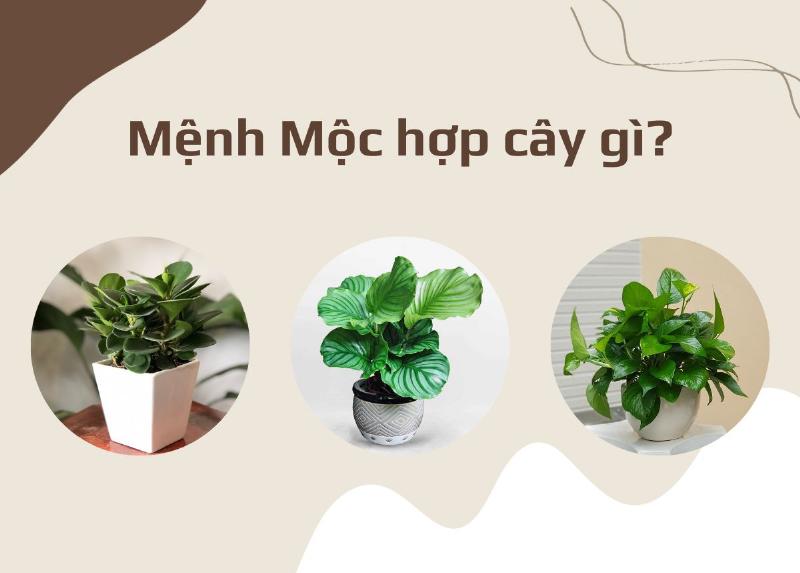 Cây trồng trong nhà cho người mệnh Mộc