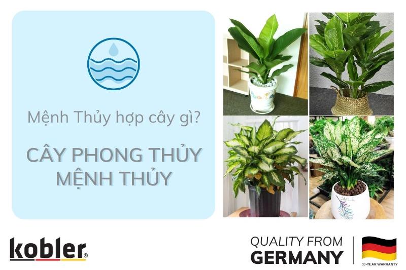 Cây trồng trong nhà cho người mệnh Thủy