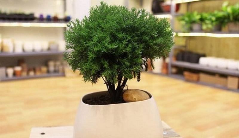 Hình ảnh cây tùng bồng lai trong chậu bonsai