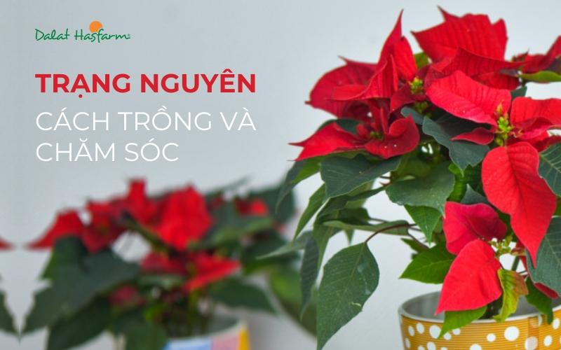 Chăm sóc cây trạng nguyên - Ánh sáng