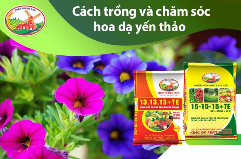 Chăm Sóc Dạ Yến Thảo