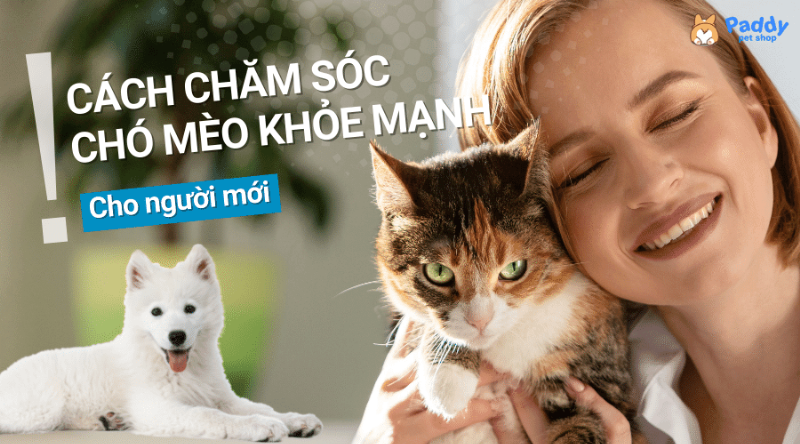 Chăm sóc sức khỏe mèo cưng