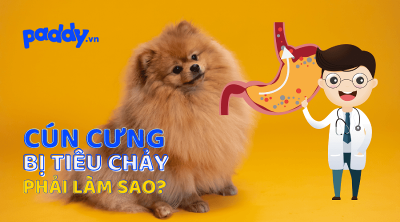 Chó Bị Tiêu Chảy Ra Máu: Môi Trường Sống