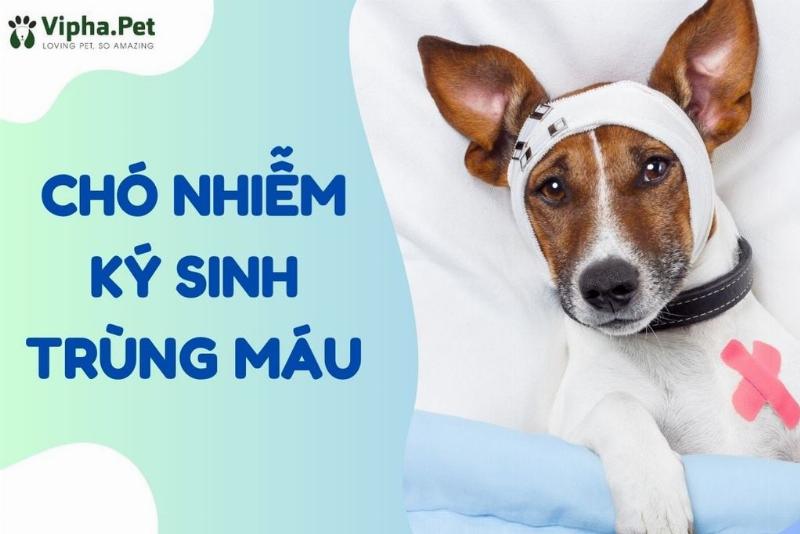 Chó nhiễm ký sinh trùng máu Babesia biểu hiện mệt mỏi