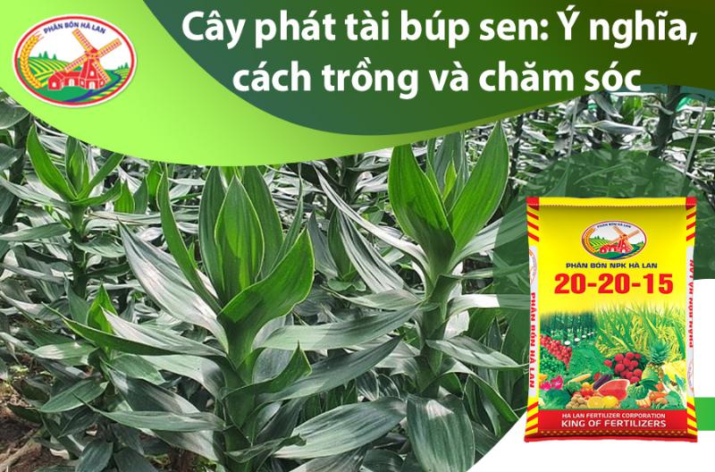 Chọn Cây Phát Tài Búp Sen Khỏe Mạnh