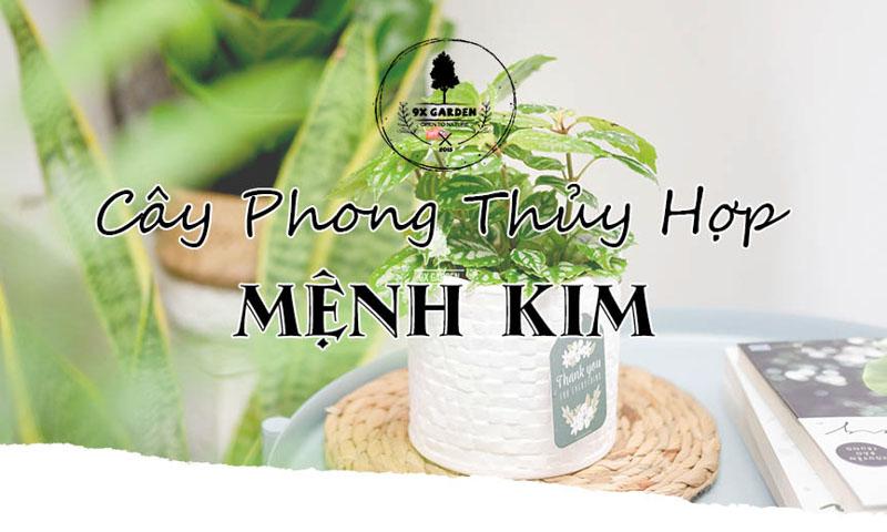 Chọn chậu cây kim ngân phù hợp