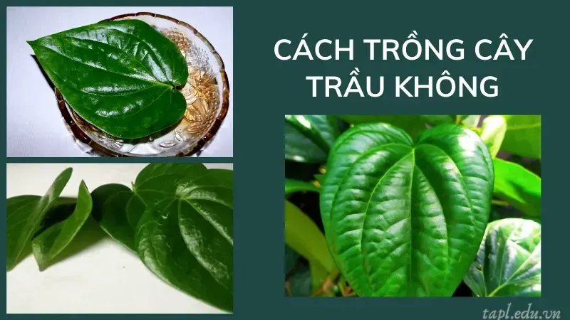 Chọn chậu trồng cây trầu không