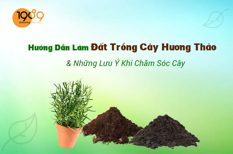 Chọn đất trồng cây hương thảo