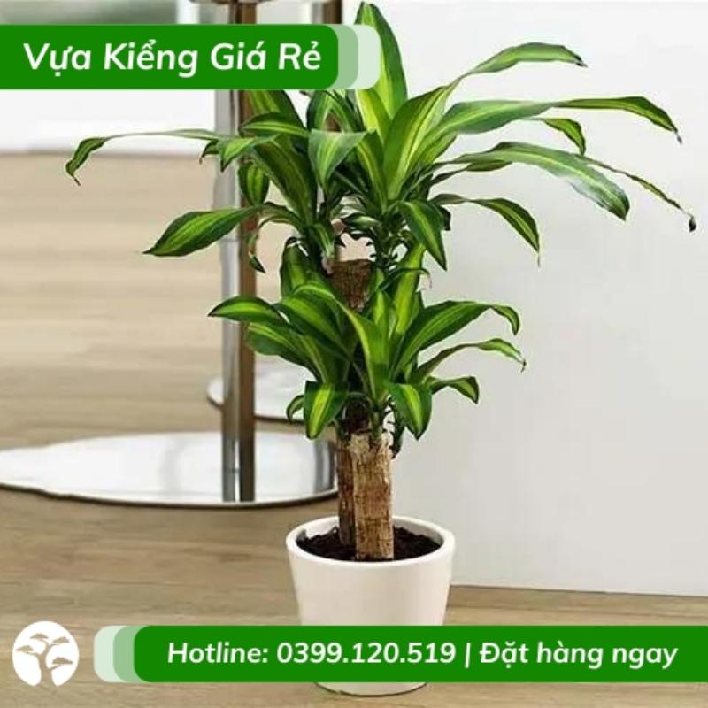 Chọn giống thiết mộc lan phù hợp