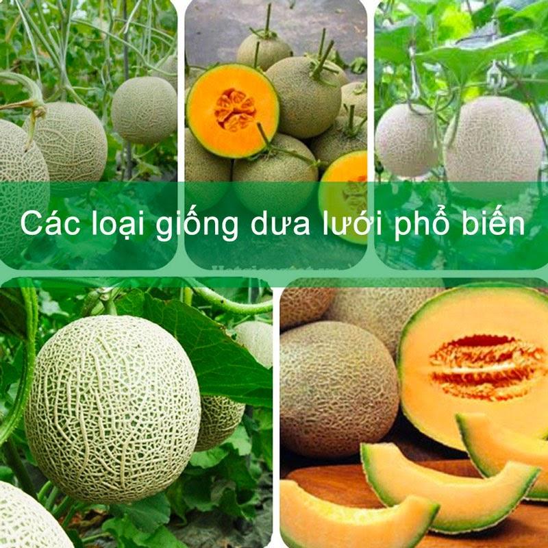 Chọn giống và gieo hạt dưa lưới