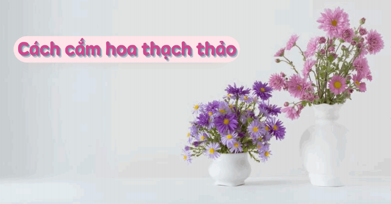 Chọn hoa thạch thảo trắng tươi lâu