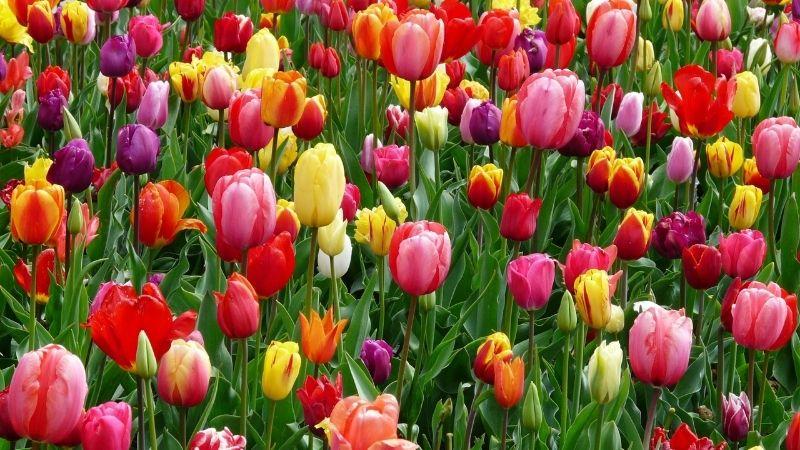 Chọn hoa tulip nhiều màu sắc tặng người yêu