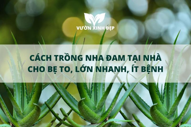 Chọn lá nha đam khỏe mạnh để trồng