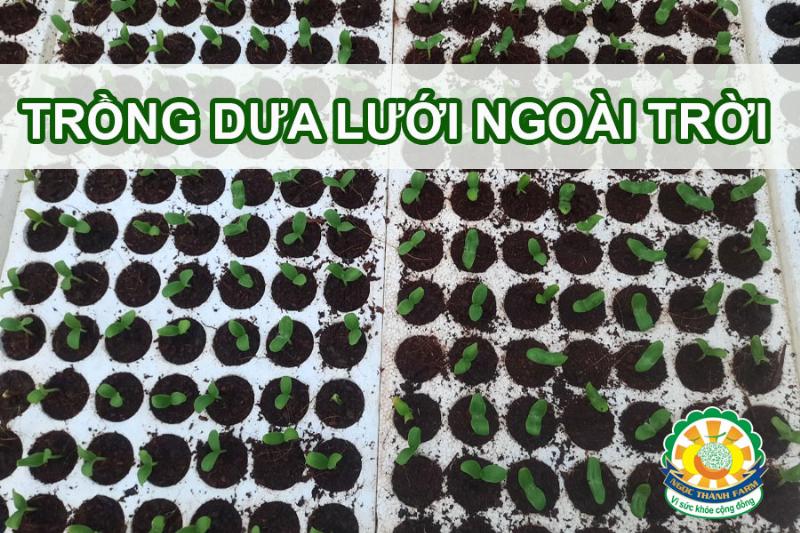 Chuẩn bị đất trồng dưa lưới ngoài trời