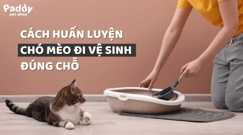 Chuyên gia huấn luyện chó: Hỗ trợ huấn luyện chó đi vệ sinh