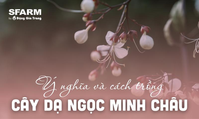 Dạ ngọc minh châu và nghệ thuật trà đạo