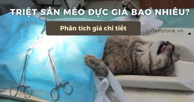 Địa điểm triệt sản mèo đực