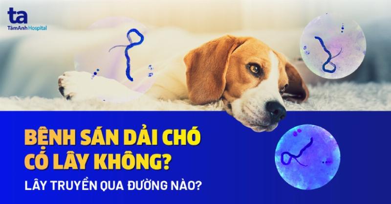 Điều trị ký sinh trùng cho chó: Thuốc xịt, vòng cổ