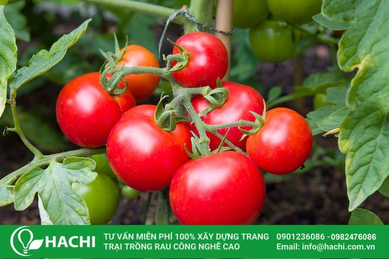 Gieo hạt cà chua miền Bắc