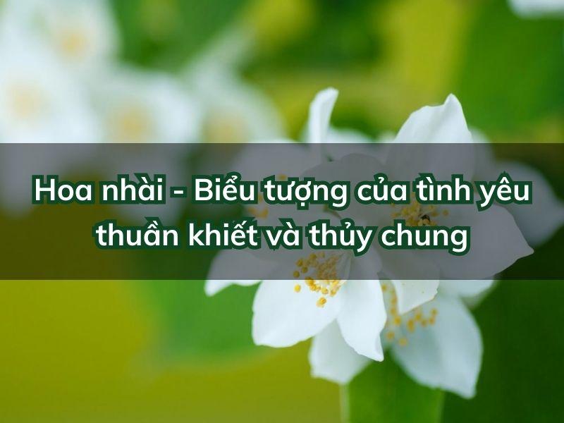 Hoa nhài trắng biểu tượng tình yêu thuần khiết