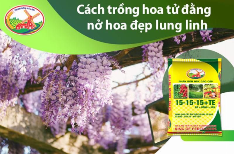 Trồng Và Chăm Sóc Hoa Tử Đằng