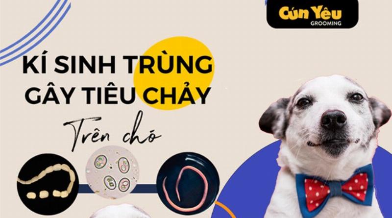 Ký sinh trùng đường ruột ở chó