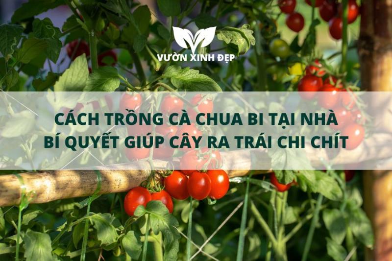 Lợi ích trồng cà chua tại nhà