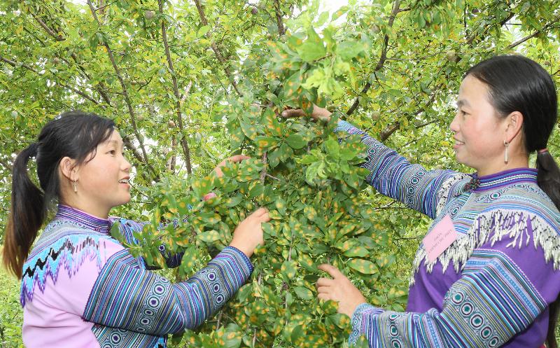 Mận Tả Van Lào Cai - Đặc sản làm quà thơm ngon