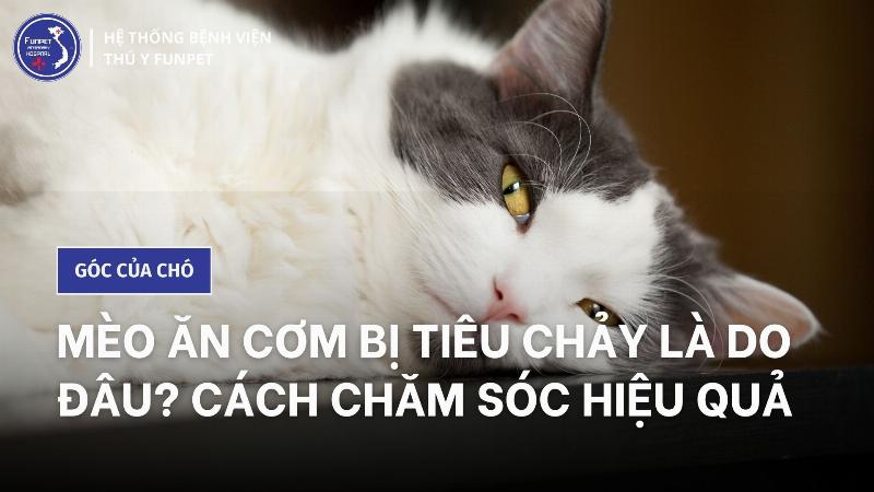 Mèo ăn cơm với thịt gà