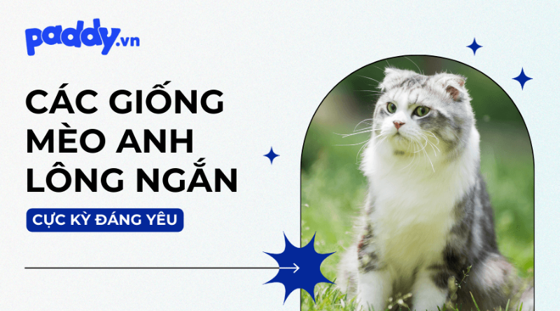 Mèo Anh Lông Ngắn Màu Sắc