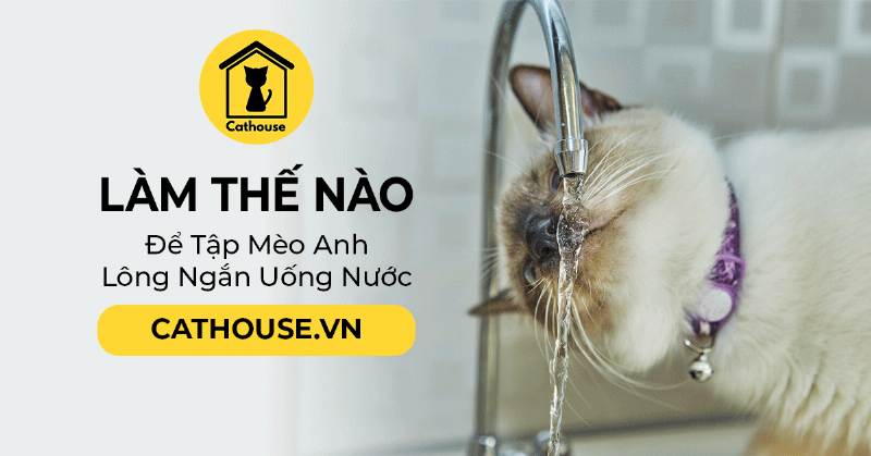 Mèo Anh Lông Ngắn Uống Nước