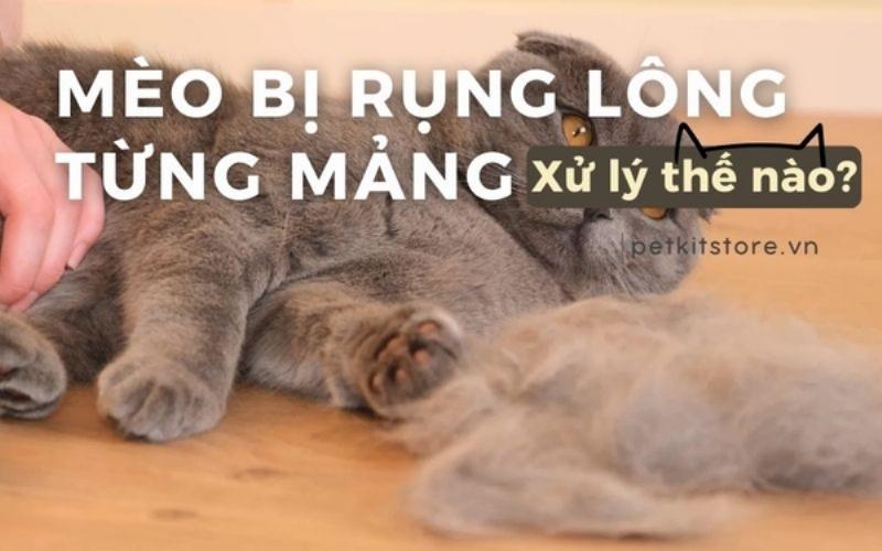 Mèo bị dị ứng rụng lông từng mảng